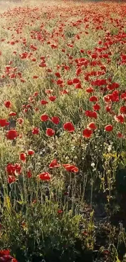 Field of vibrant red poppies in soft sunlight.