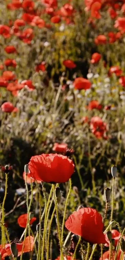 Vibrant red poppies in a sunlit field, creating a lively and natural phone backdrop.