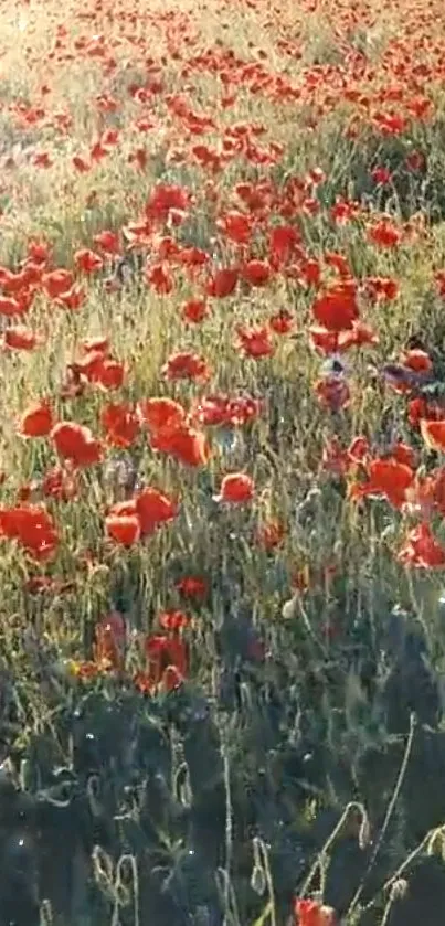 Red poppies in a lush green field, bathed in warm sunlight.