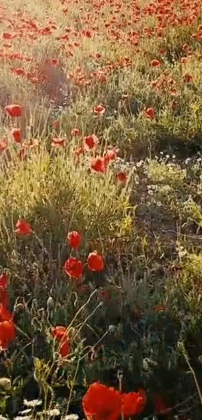 Field of vibrant red poppies with sunlit green grass.