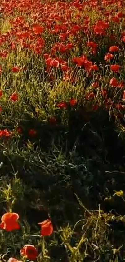 Vibrant poppy field wallpaper with red flowers at golden hour.