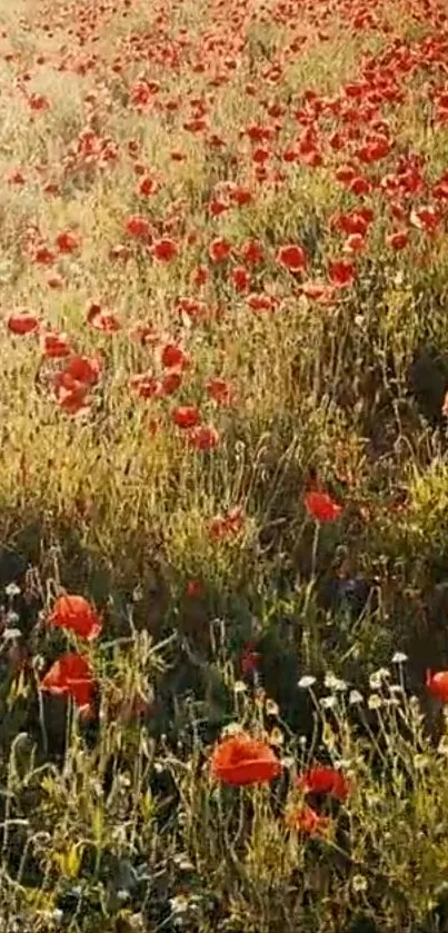 Vibrant poppy field with green grass and red flowers in natural light.