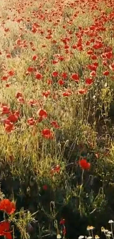 Vibrant field filled with red poppies under golden sunlight in lush greenery.