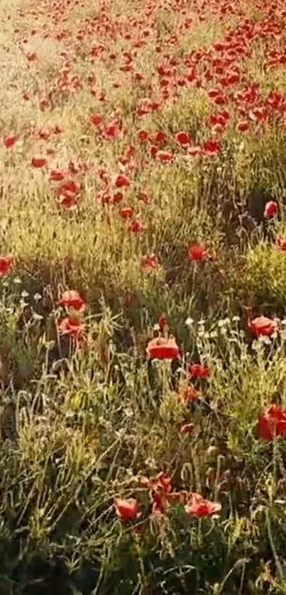 Field of red poppies under golden sunlight, perfect for nature-inspired phone wallpapers.