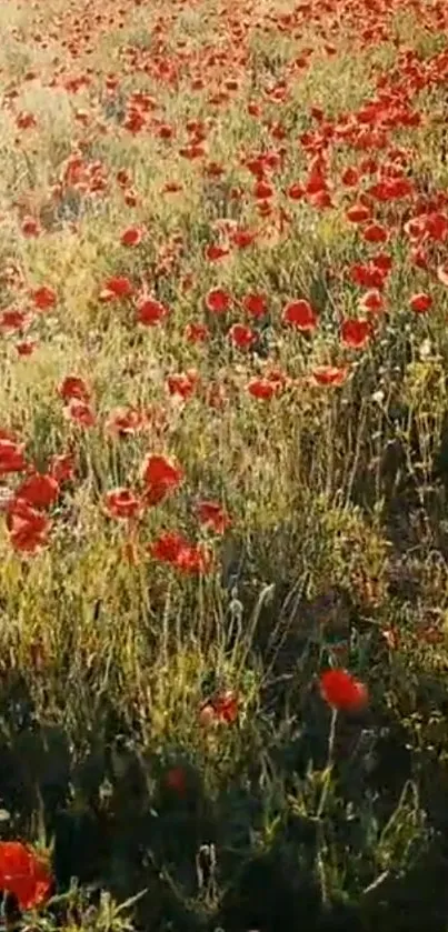 Vibrant field of red poppies under sunlight.