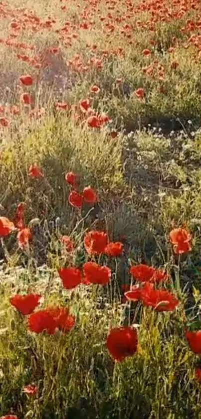 Beautiful red poppy field in sunlight, ideal for nature wallpaper.