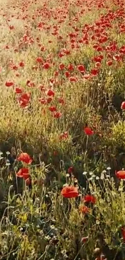 A vibrant poppy field under a golden sun, showcasing vivid red flowers.