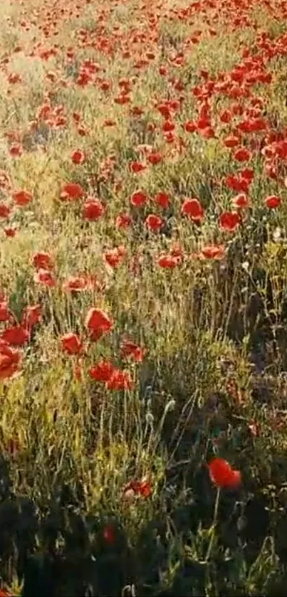 Vibrant poppy field with red flowers under sunlight.