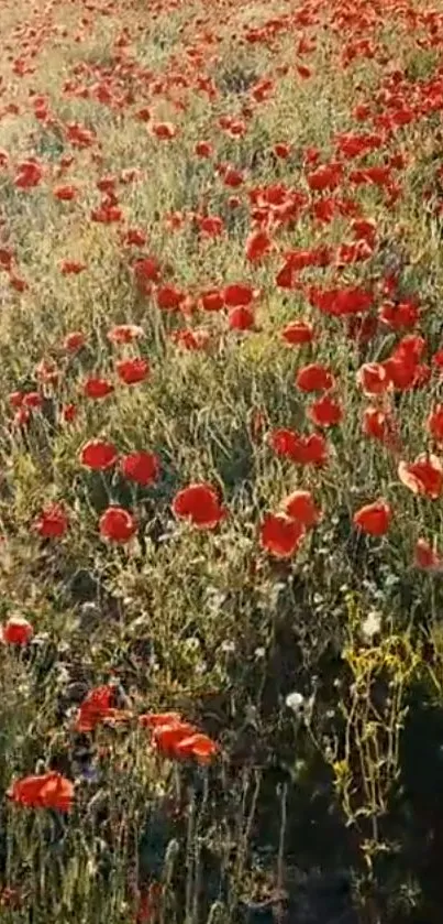 Vibrant poppy field wallpaper with red flowers and lush green grass.