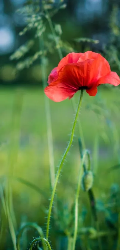 Vibrant red poppy flower in lush green field wallpaper.