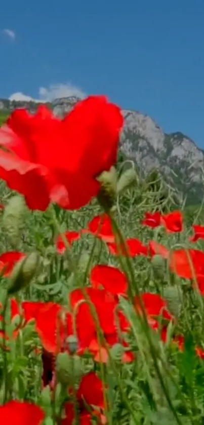 Red poppies in a field against a mountain backdrop under blue sky.