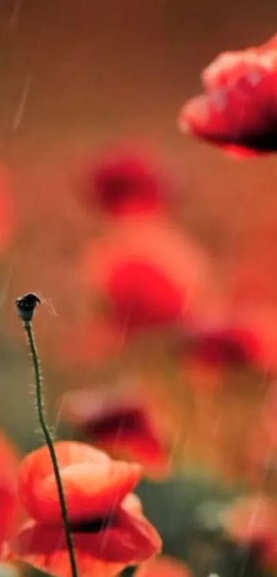 Red poppies in a vibrant, rainy field for mobile wallpaper.