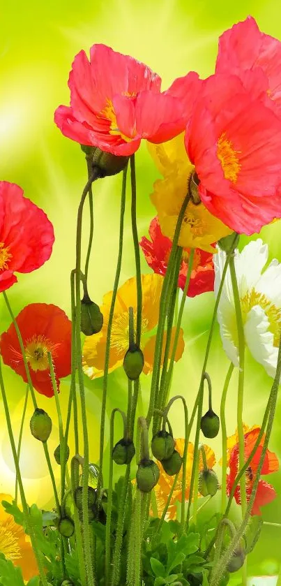 Vibrant poppy flowers with a bright green background and sunny highlights.