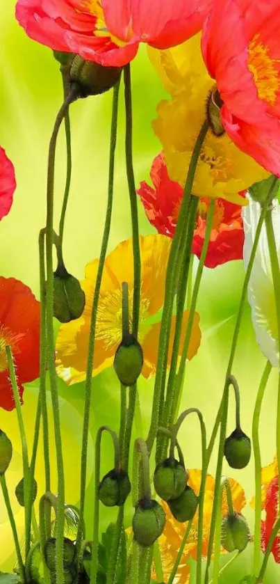 Vibrant poppy flowers on a green background for mobile wallpaper.