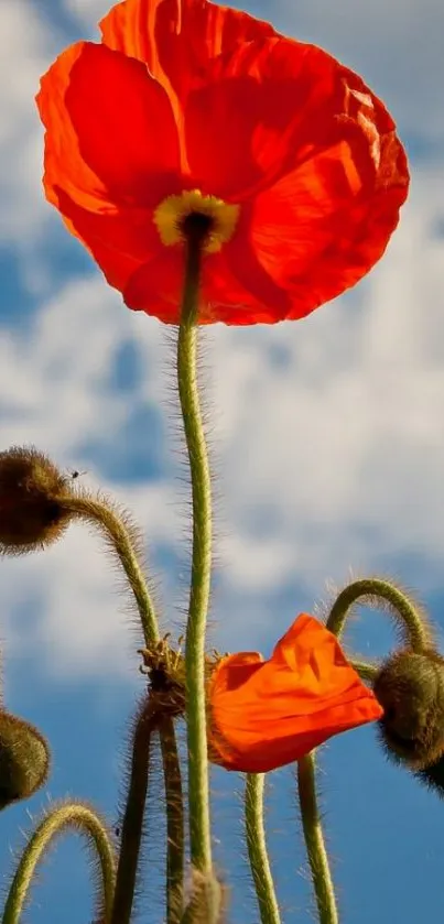 Red poppy flower against a clear blue sky with fluffy clouds.