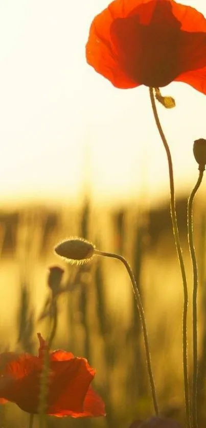 Vibrant poppy flowers against a warm sunset background.