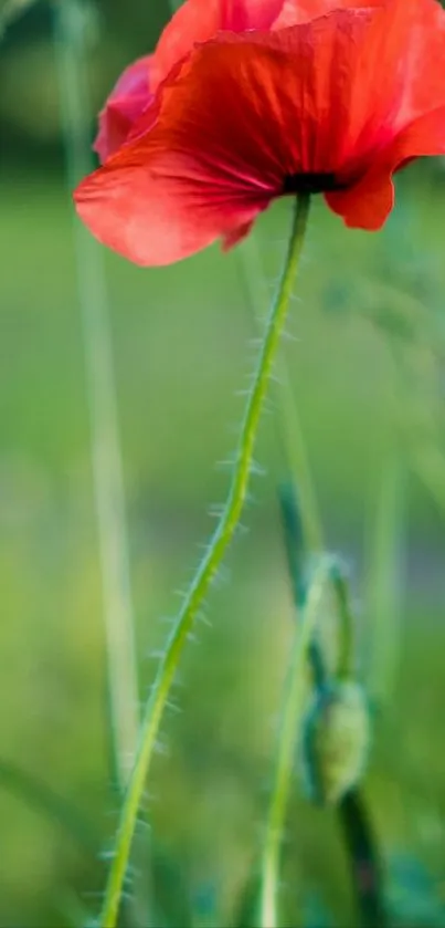 Vibrant poppy flower against a green background.