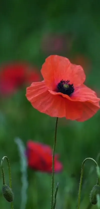 Vibrant red poppy flower on a green background wallpaper.