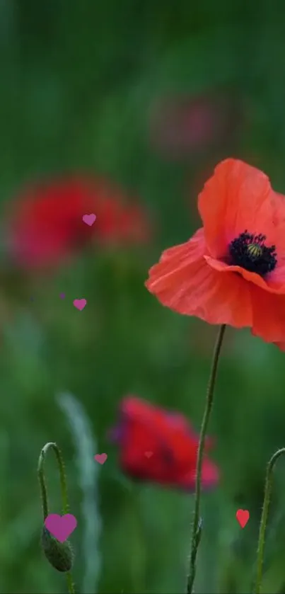 Vibrant poppy flower with green background