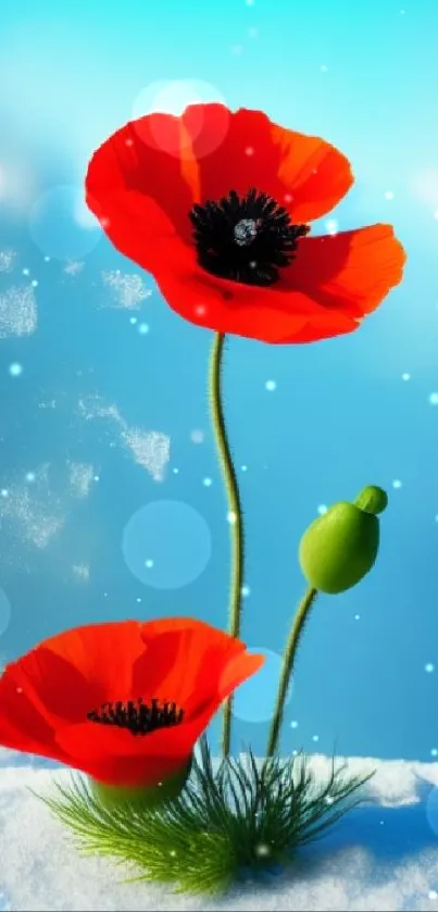 Bright red poppies in snow with a blue sky background wallpaper.