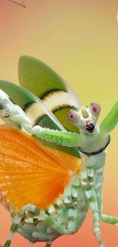 Colorful praying mantis on vibrant background.