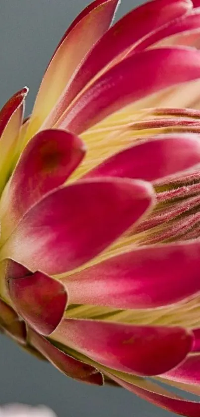 Closeup of vibrant pink protea flower wallpaper.