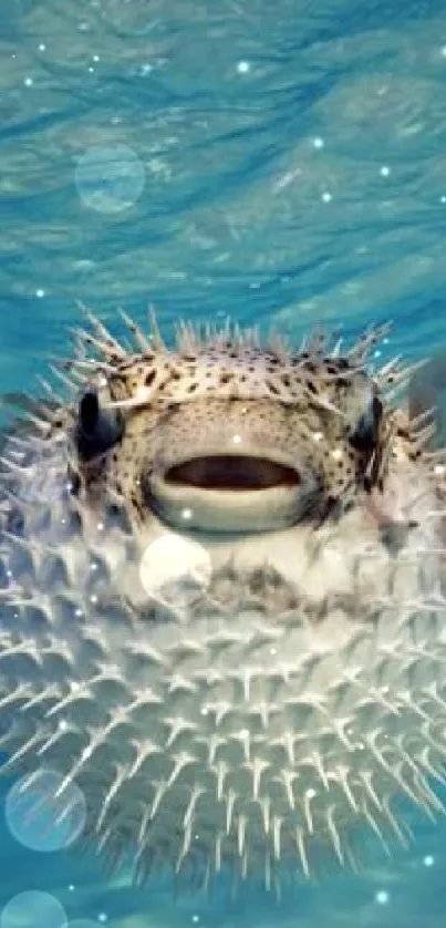 Pufferfish swimming in blue ocean background.