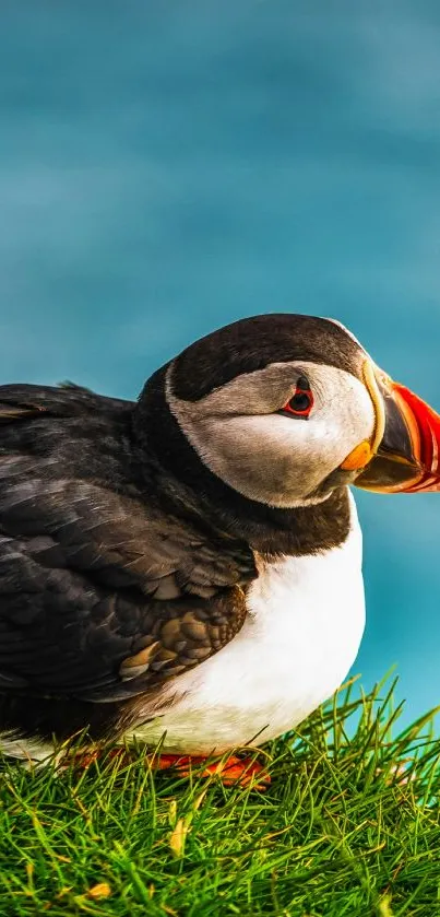 Puffin resting on grass with turquoise sea backdrop.