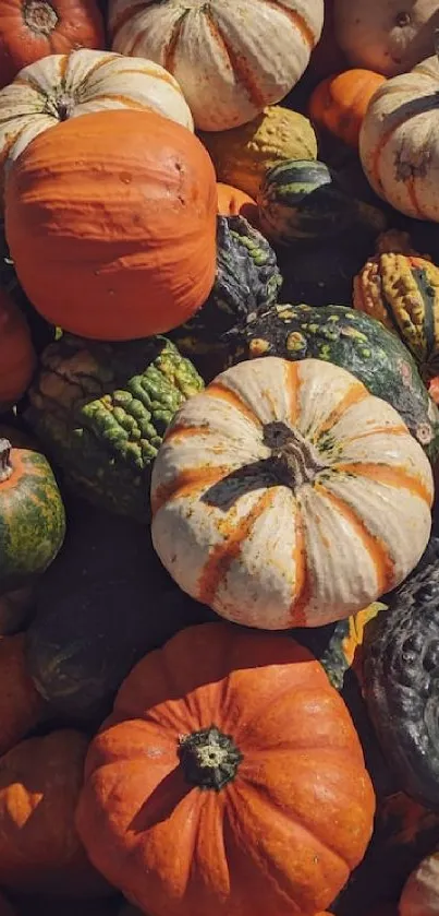 Vibrant arrangement of pumpkins and gourds in autumn colors for mobile wallpaper.
