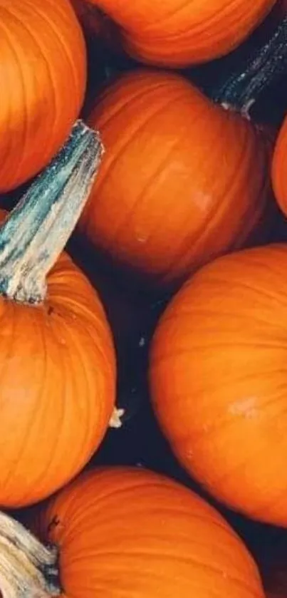 Bright orange pumpkins arranged in a vibrant pattern for a lively autumn feel.