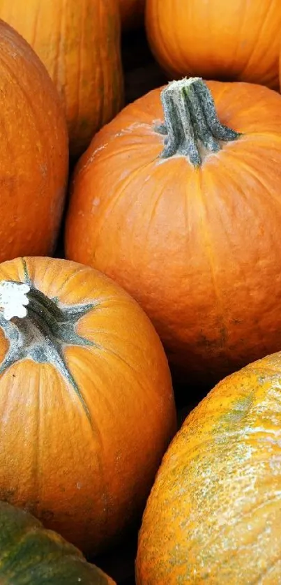 Bright orange and green pumpkins in a lively autumn display.
