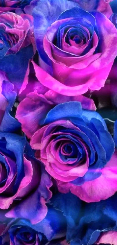 Mobile wallpaper with vibrant purple and blue roses.