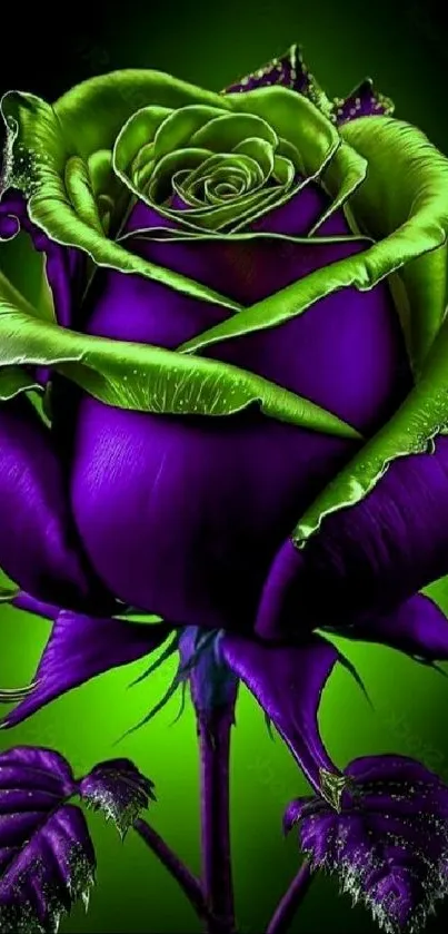 Close-up of a purple rose with green leaves, vibrant and artistic.