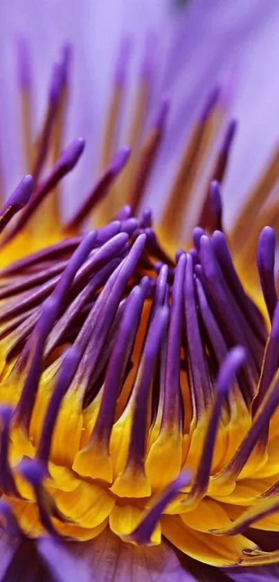 Close-up of vibrant purple and yellow lotus flower wallpaper.