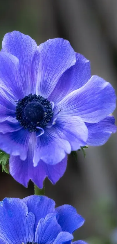 Close-up of a vibrant purple anemone flower with green leaves.
