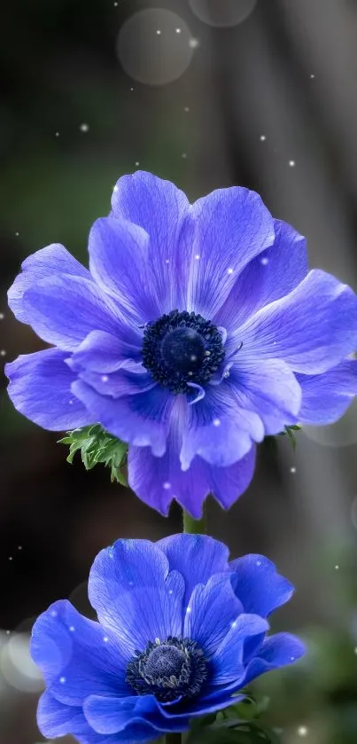 Purple anemone flowers wallpaper with lush blooms.