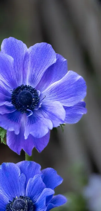 Vibrant purple anemone flowers with green leaves.