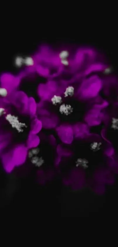 Close-up of purple flowers with a soft focus on a dark background.