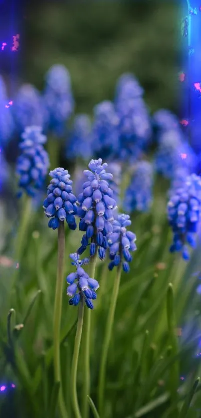 Grape hyacinths bloom vibrantly in a natural setting.