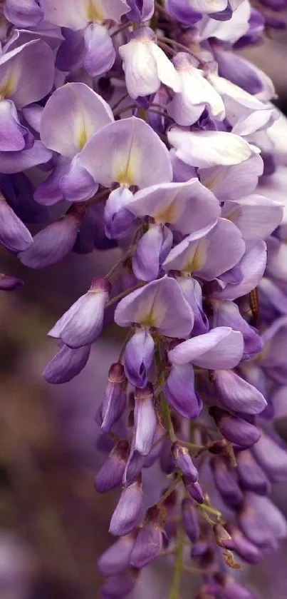 Close-up of vibrant purple blooms with delicate petals for mobile wallpaper.