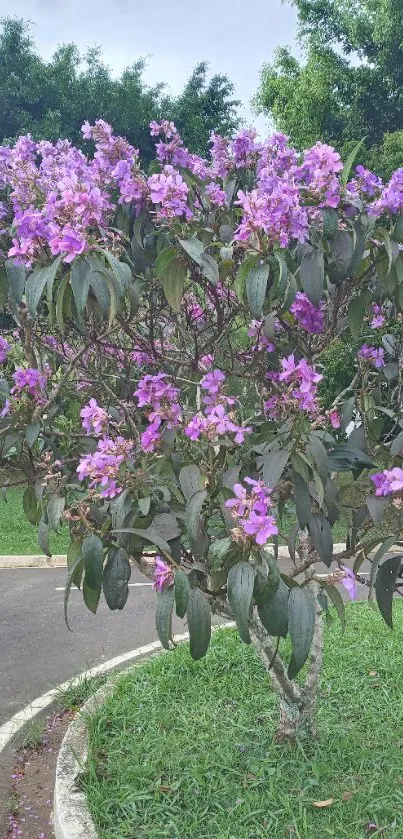 Tree with vibrant purple flowers in a green park setting.