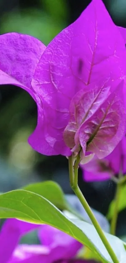 Purple bougainvillea flower against green leaves in vivid detail.