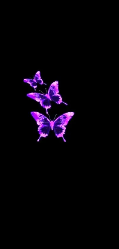 Vibrant purple butterflies on dark background wallpaper.