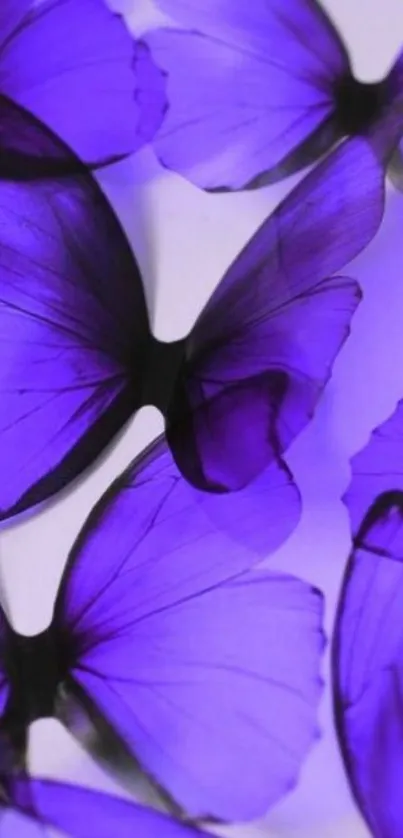 Purple butterfly wallpaper for mobile phone background.