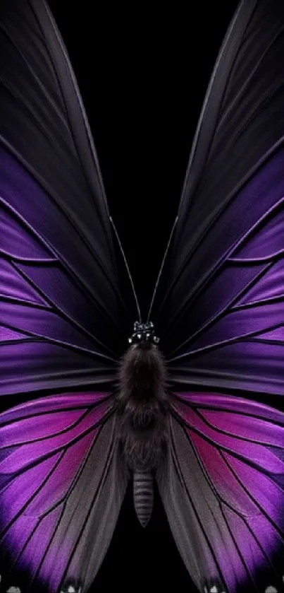 Elegant purple butterfly on black background wallpaper.