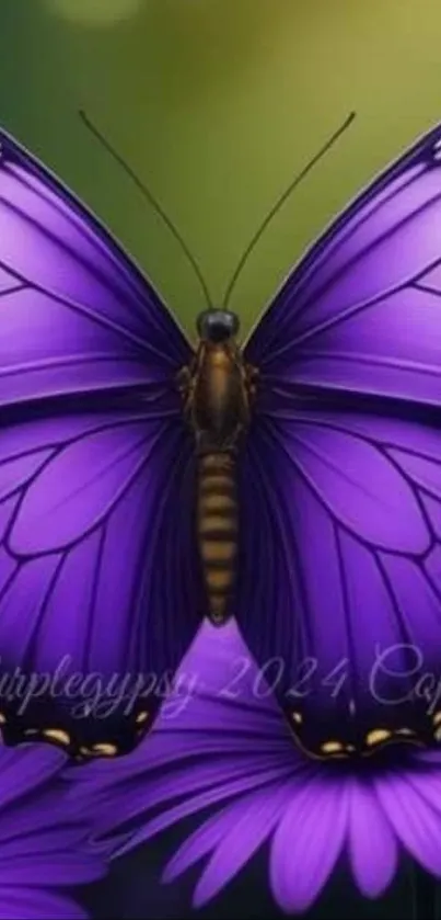 Purple butterfly on daisy with vibrant wings