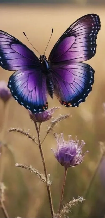 Purple butterfly resting on a flower in a serene natural setting.