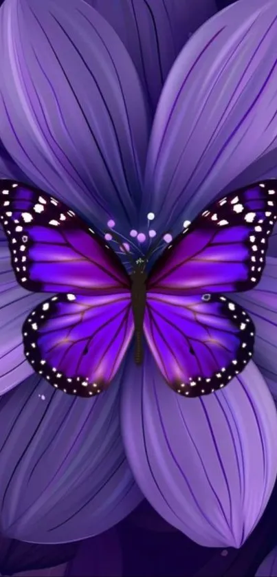 Purple butterfly on large flower wallpaper.
