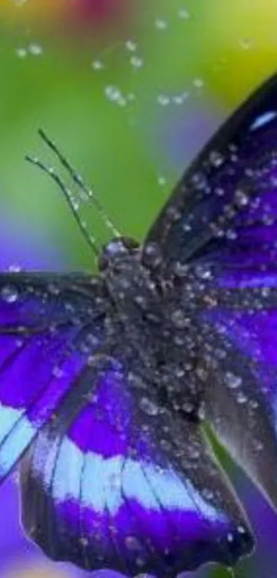 Purple butterfly with dew drops on wings, vibrant nature.