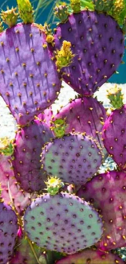 Vibrant artistic wallpaper featuring a purple cactus in the desert sun.